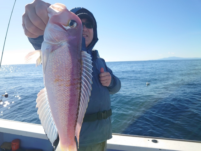 アマダイ(アカアマダイ)