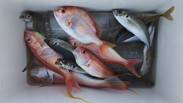 アジ(マアジ)・イトヨリ(イトヨリダイ)