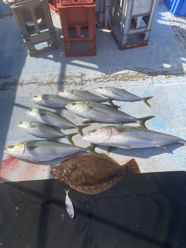 ハマチ(ブリ)・ヒラメ