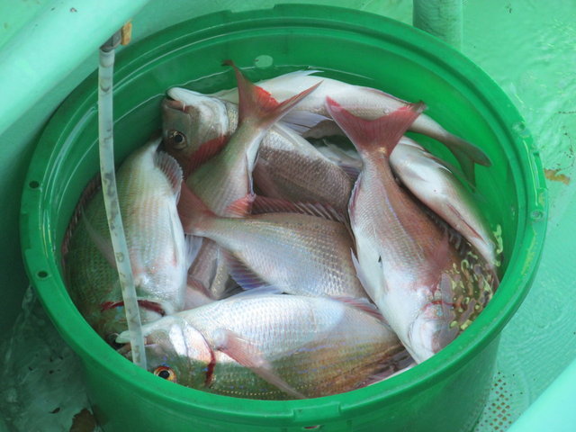 ハナダイ(チダイ)