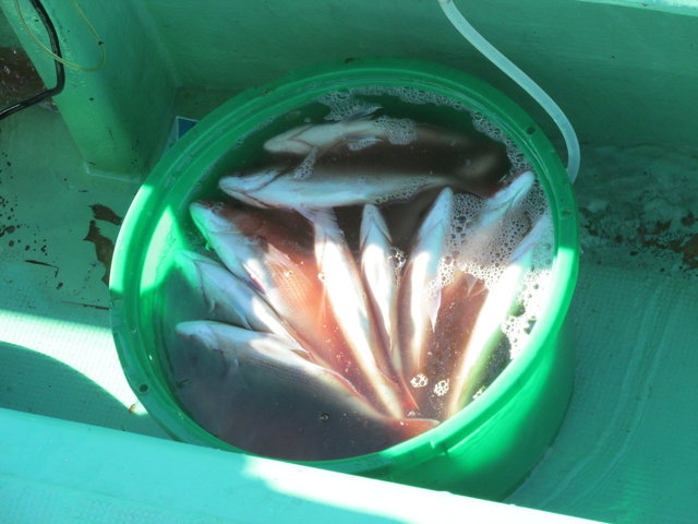 ハナダイ(チダイ)