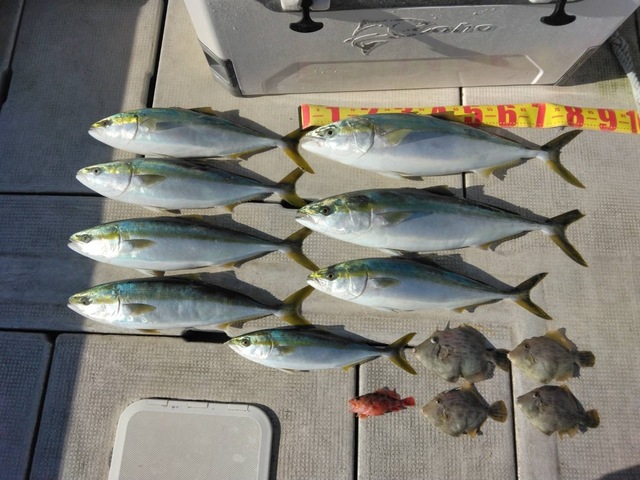 ブリ・ハマチ(ブリ)・メジロ(ブリ)・ガシラ(カサゴ)・カワハギ