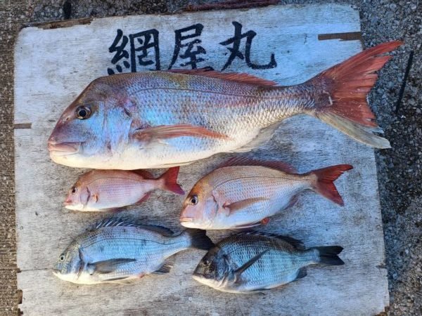 マダイ・クロダイ