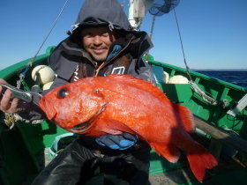 ベニアコウ(オオサガ)