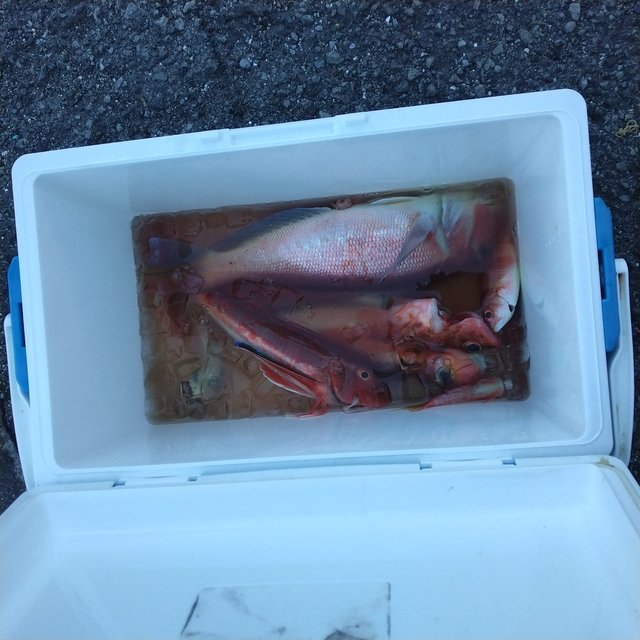 アマダイ(アカアマダイ)