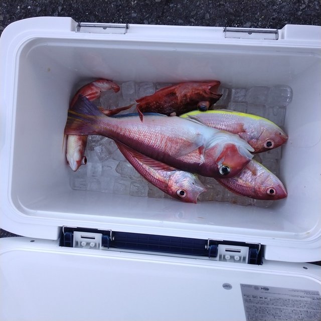 アマダイ(アカアマダイ)・イトヨリ(イトヨリダイ)・タマガシラ・ウッカリカサゴ・ホウボウ