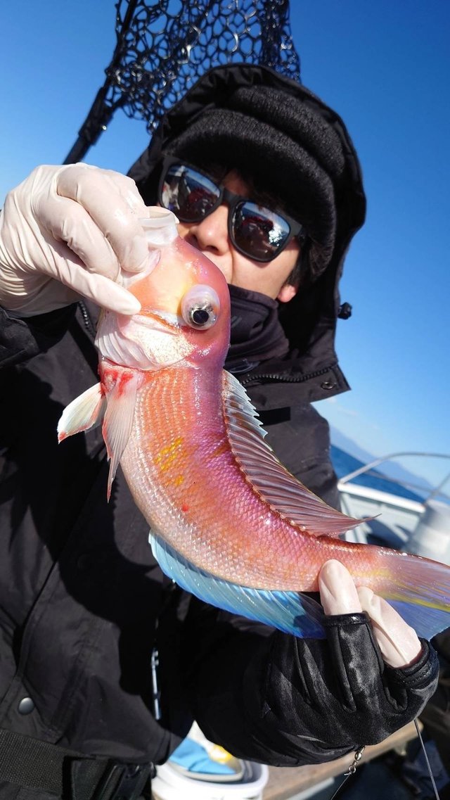 アマダイ(アカアマダイ)