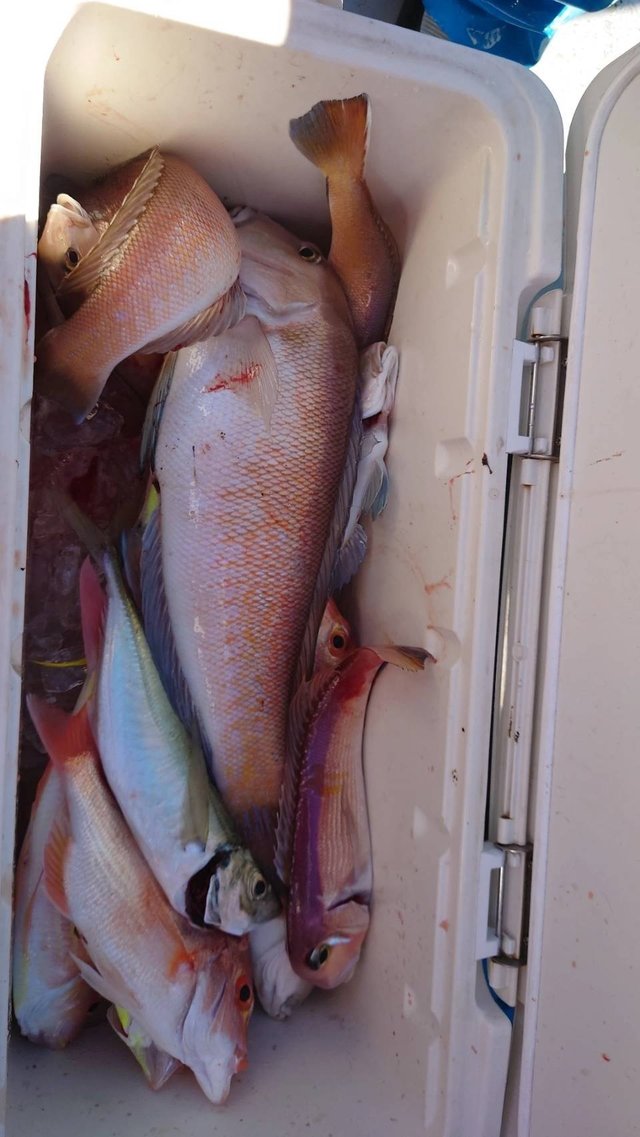 アマダイ(アカアマダイ)