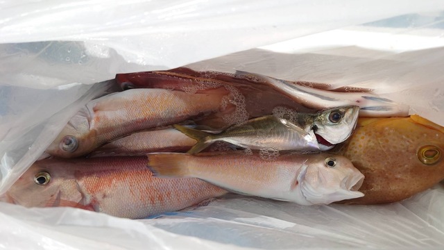 アマダイ(アカアマダイ)