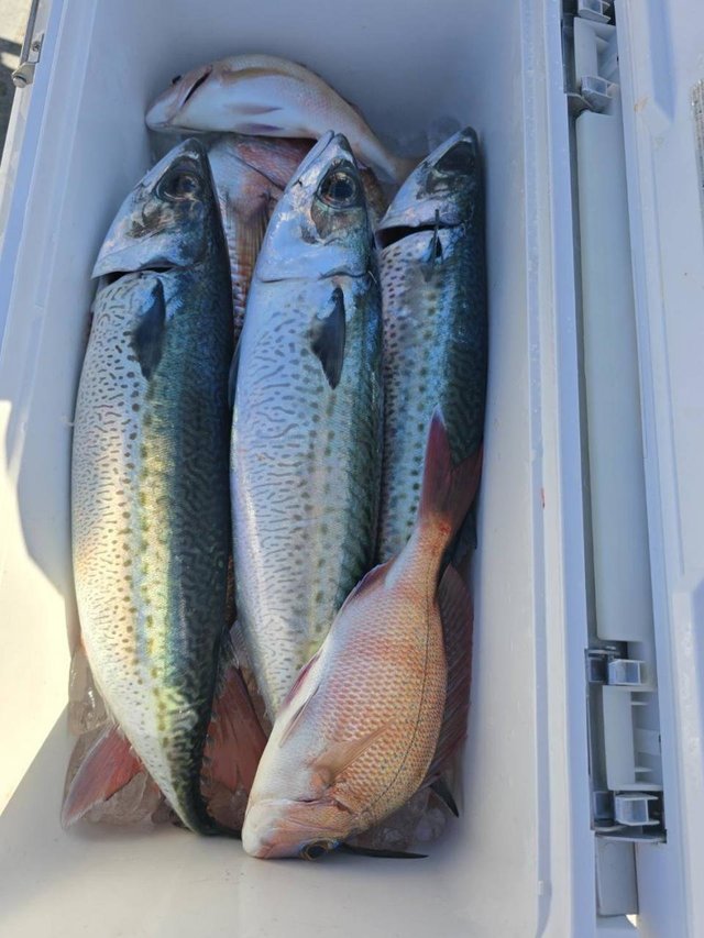 マダイ・サバ(ゴマサバ)