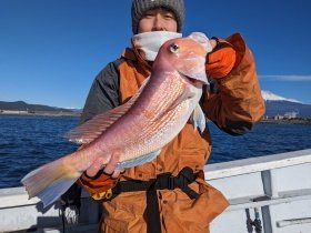 アマダイ(アカアマダイ)