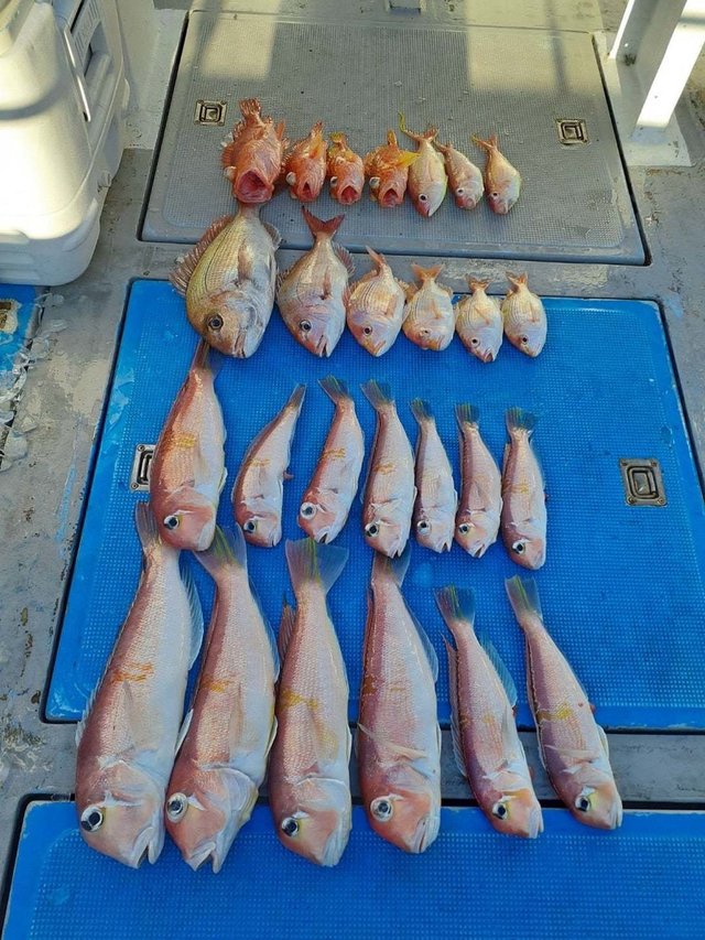 マダイ・アマダイ(アカアマダイ)