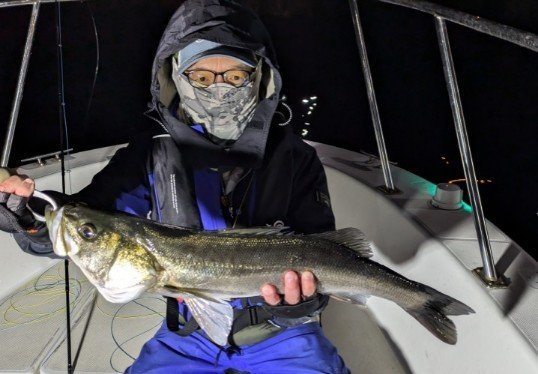 シーバス(スズキ)