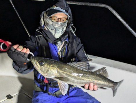 シーバス(スズキ)