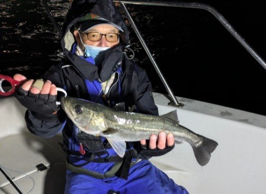 シーバス(スズキ)