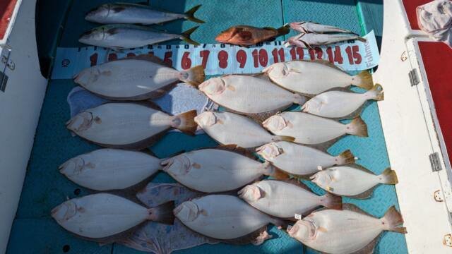 アコウ(キジハタ)・ワラサ(ブリ)・コチ(マゴチ)・ヒラメ