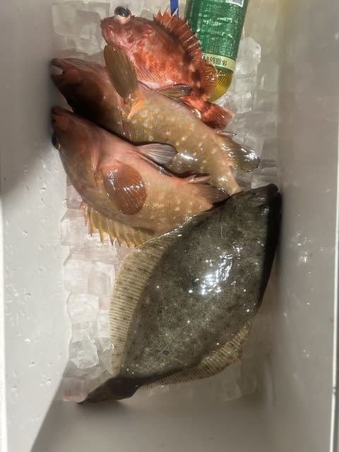 キジハタ・カサゴ・ヒラメ