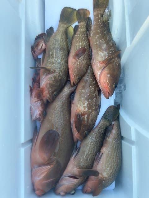 キジハタ・カサゴ