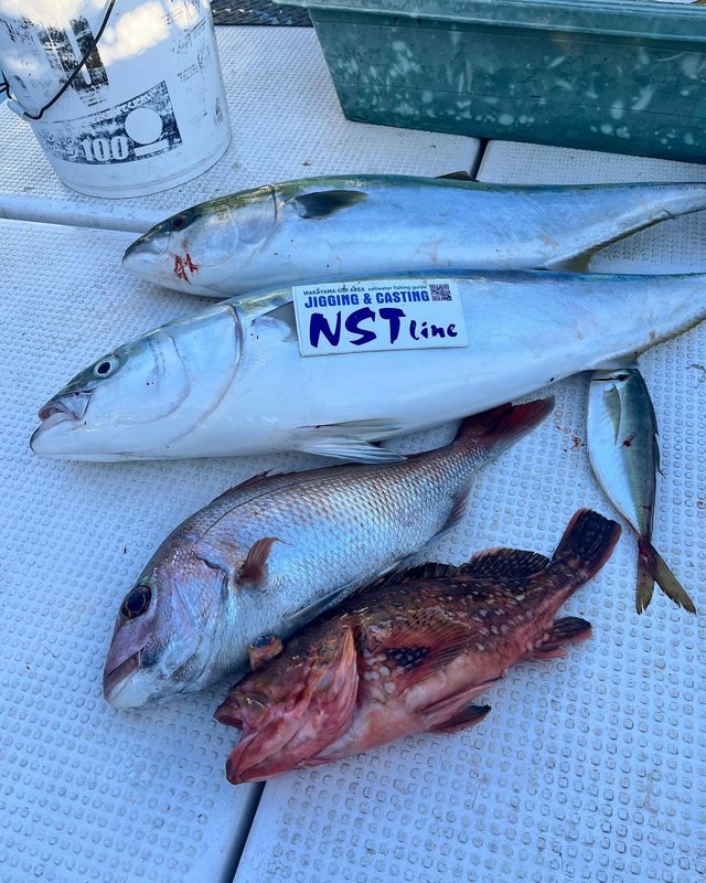 マダイ・アジ(マアジ)・ツバス(ブリ)・カサゴ