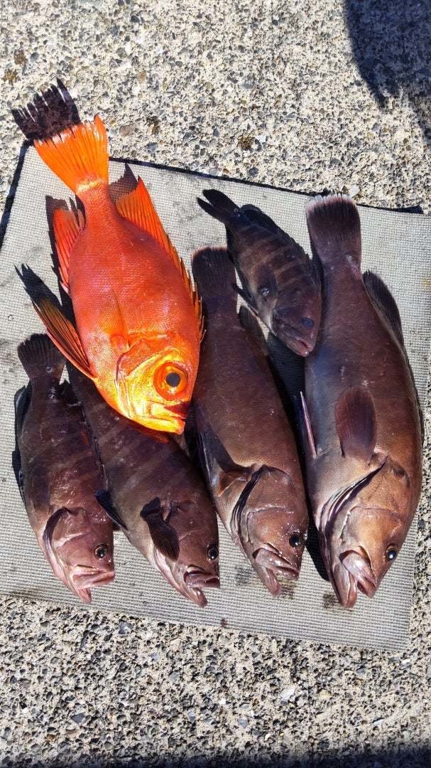 キントキ(チカメキントキ)・ハタ(マハタ)