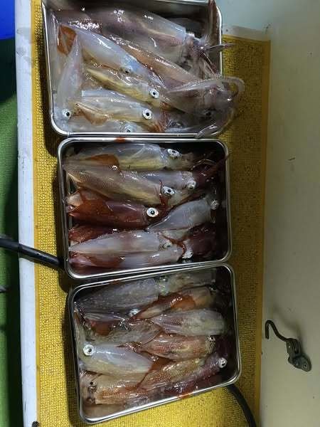 マルイカ(ケンサキイカ)