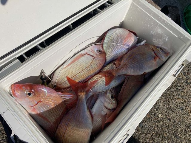 マダイ・ハナダイ(チダイ)