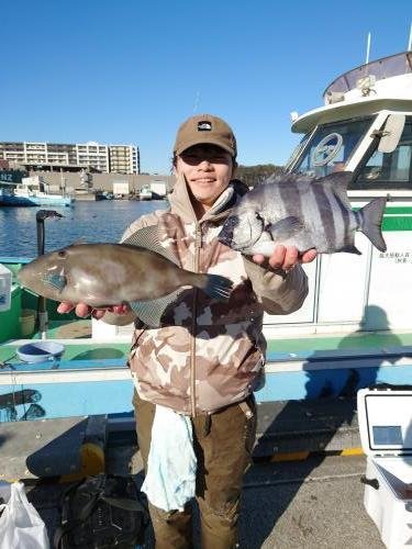 イシダイ・ウマズラ(ウマヅラハギ)