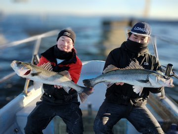 シーバス(スズキ)