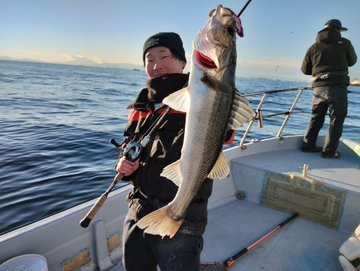 シーバス(スズキ)