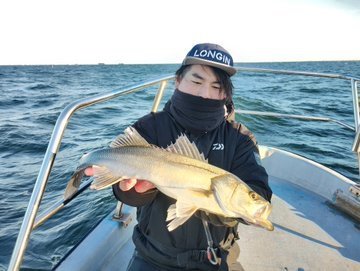 シーバス(スズキ)