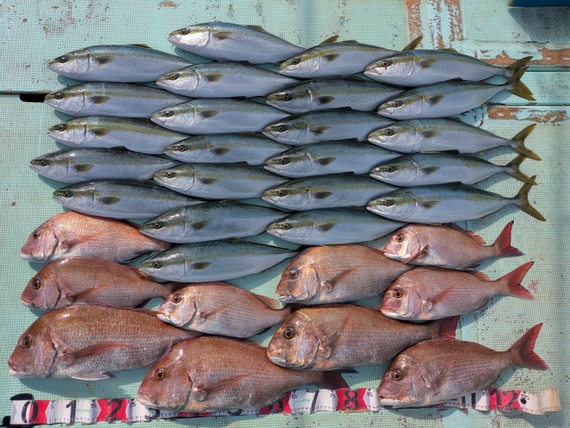 タイ(マダイ)・ツバス(ブリ)