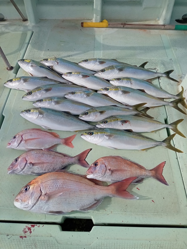 マダイ・ハマチ(ブリ)