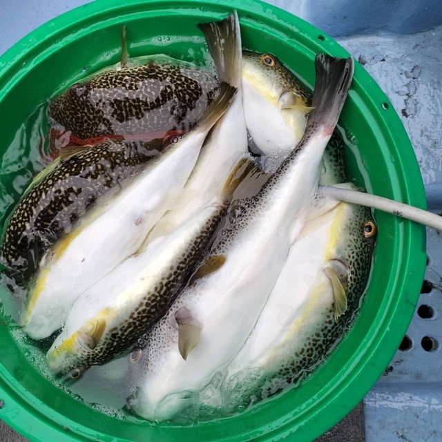 ショウサイフグ