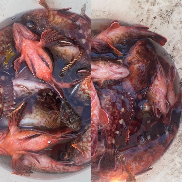 ガシラ(カサゴ)