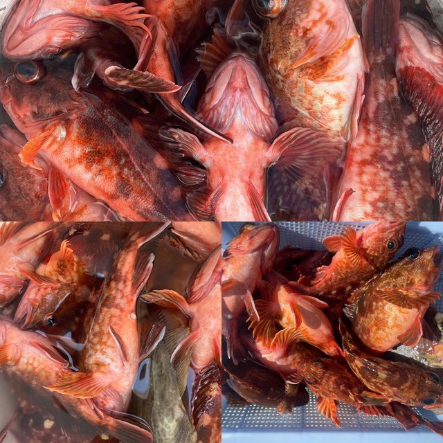 ガシラ(カサゴ)