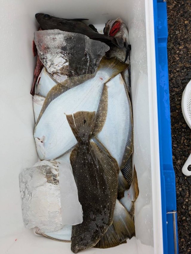 カサゴ・メバル・ヒラメ