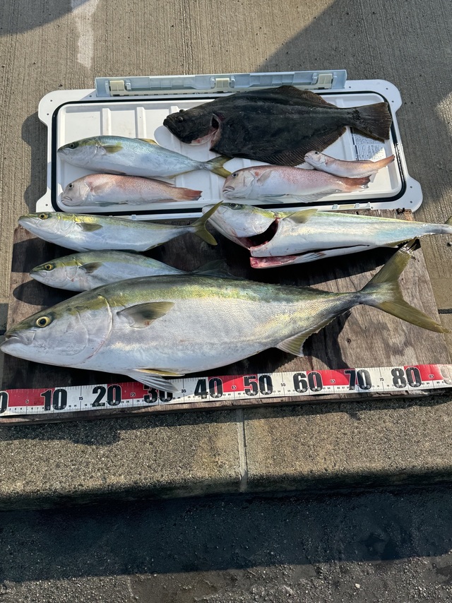 ブリ・ツバス(ブリ)・ハマチ(ブリ)・メジロ(ブリ)・シロアマダイ・ヒラメ