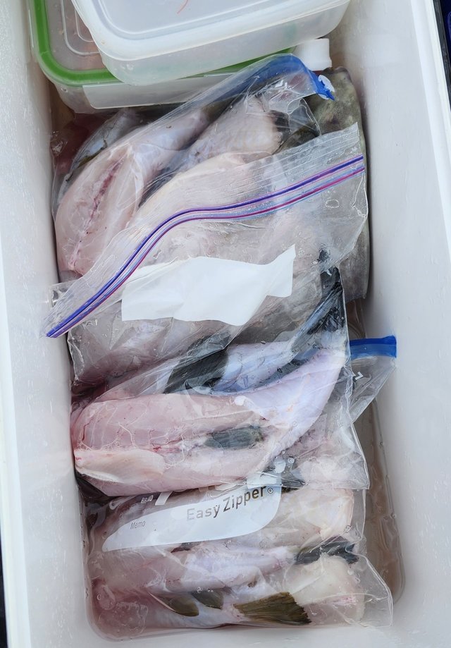 ショウサイフグ