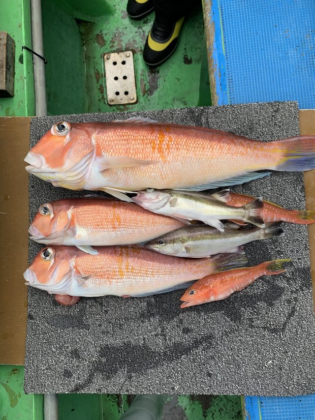 アマダイ(アカアマダイ)