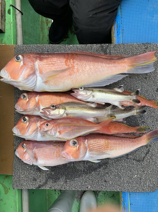 アマダイ(アカアマダイ)