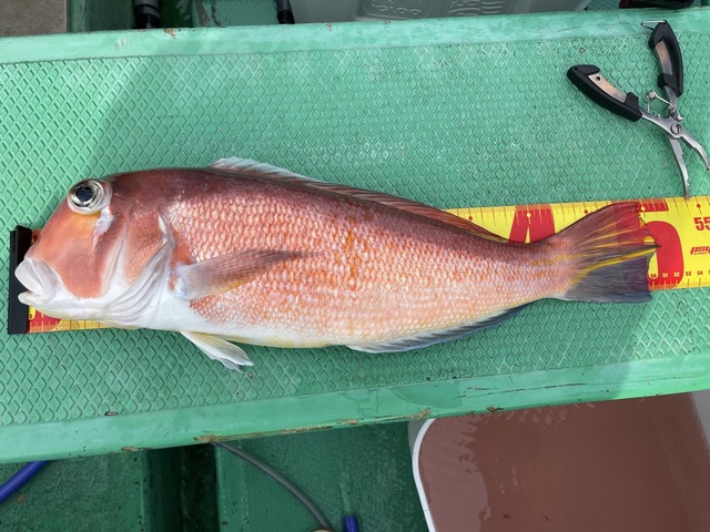 アマダイ(アカアマダイ)