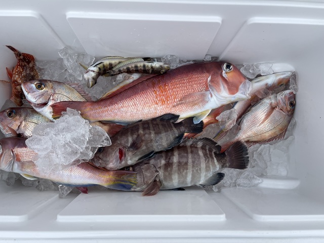 アマダイ(アカアマダイ)