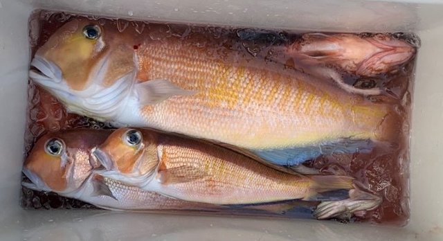 アマダイ(アカアマダイ)