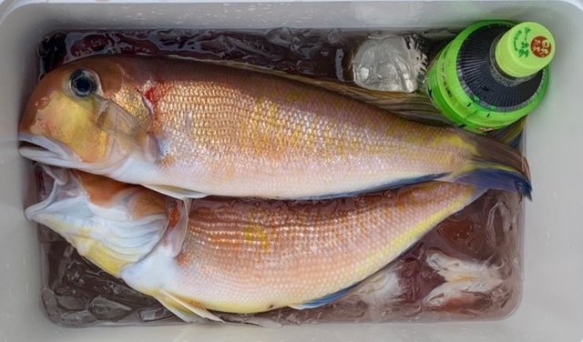 アマダイ(アカアマダイ)