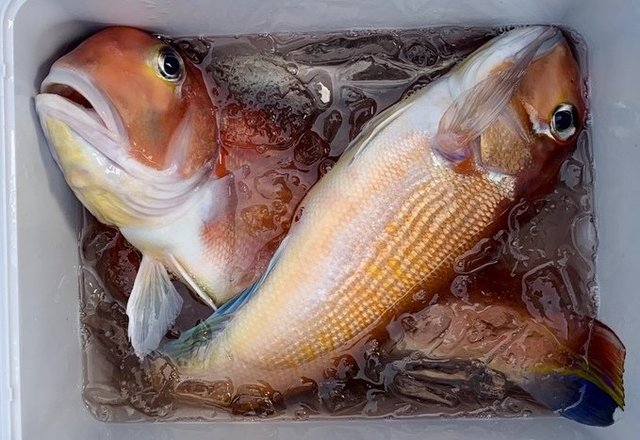 アマダイ(アカアマダイ)