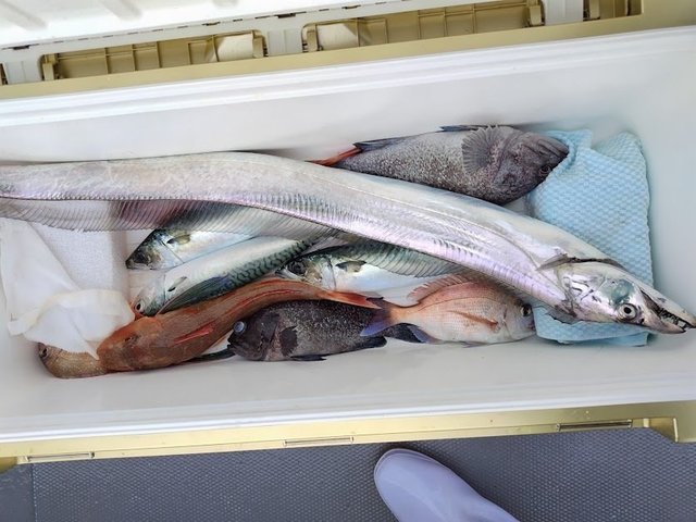 チャリコ(マダイ)