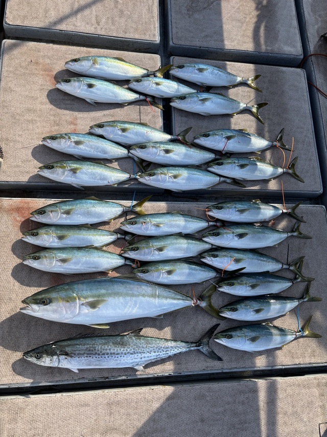 ブリ・ハマチ(ブリ)・サワラ