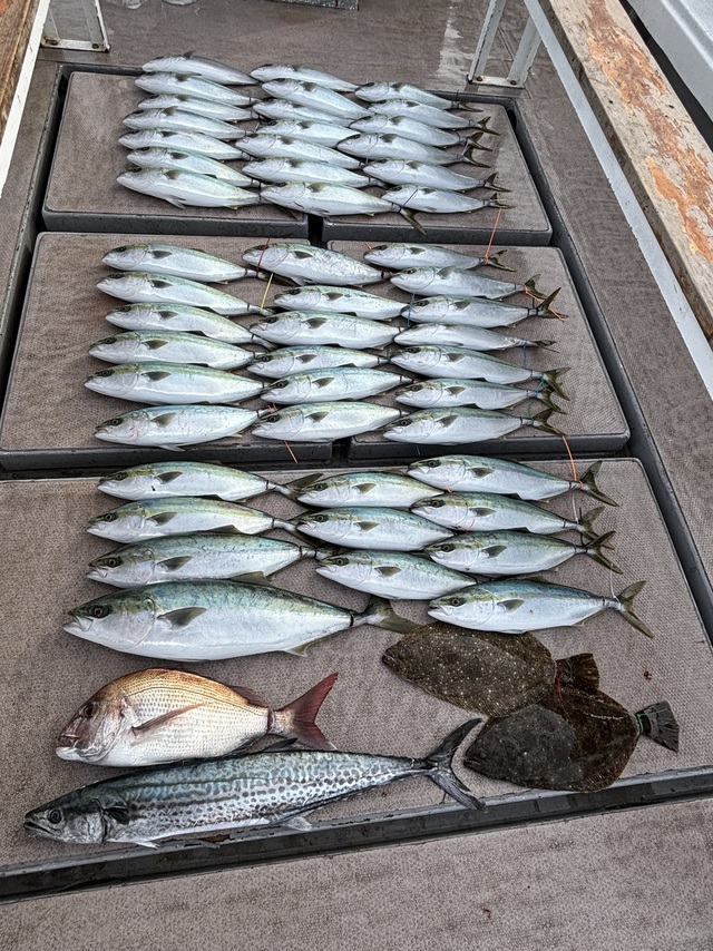 ブリ・ハマチ(ブリ)・サワラ・ヒラメ