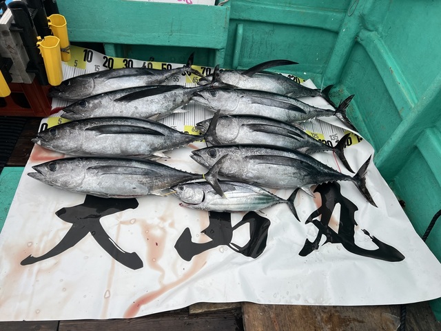 ビンチョウマグロ(ビンナガ)・カツオ