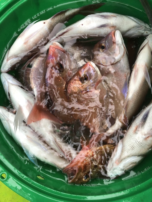 マダイ・ハナダイ(チダイ)